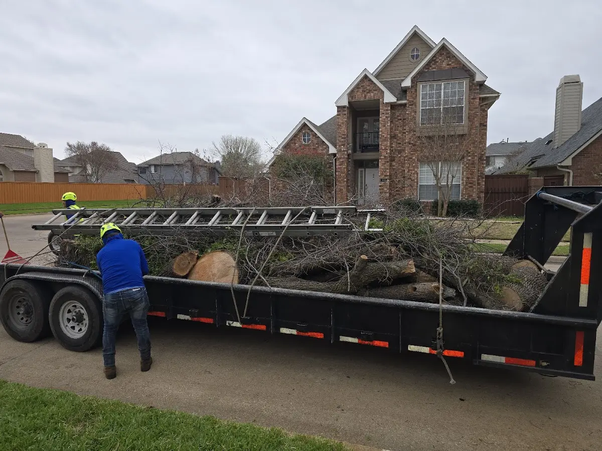 Expert Deadwooding with proper safety equipment in Plainfield